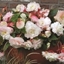 Picture of Begonia Mother's Day