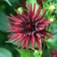 Picture of Dahlia Nuit d'Eté