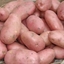 Picture of potato Sarpo Mira (PBR)