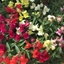 Picture of Antirrhinum Appeal Select Mixed