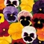 Picture of Pansy Matrix F1 Spring Select Mixed