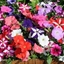 Picture of Petunia Fantasia Mix