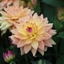 Picture of Dahlia Melody Dora (PBR)