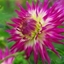 Picture of Dahlia Veritable