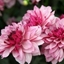 Picture of Dahlia Creme de Cassis