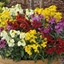 Picture of Wallflower Sugar Rush