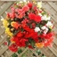 Picture of Begonia Illumination Series
