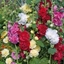 Picture of Alcea - Hollyhock Chaters double mixed
