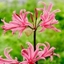 Picture of × Amarine tubergenii Belladiva Series