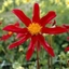 Picture of Dahlia Honka Red