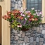 Picture of Multicolour mix - Easyplanter for hanging baskets & patio pots