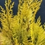 Picture of Chamaecyparis lawsoniana Ivonne