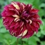 Picture of Dahlia Bohemian Spartacus