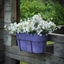 Picture of Campanula Adansa White Compact ('Psw 09102') (PBR)