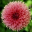 Picture of Dahlia Orange Fubuki