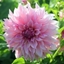 Picture of Dahlia Café au Lait Royal