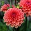 Picture of Dahlia Orange Girl