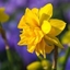 Picture of Narcissus Tête Bouclé