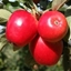 Picture of apple Katy