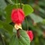 Picture of Abutilon megapotamicum