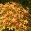 Picture of Acer palmatum Sango-kaku