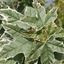 Picture of Acer platanoides Drummondii
