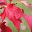 Picture of Acer rubrum