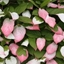 Picture of Actinidia kolomikta