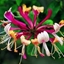 Picture of Lonicera periclymenum Serotina