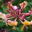 Picture of Lonicera × heckrottii Gold Flame