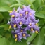 Picture of Solanum crispum Glasnevin