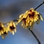 Picture of Chimonanthus praecox