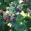 Picture of blackberry Oregon Thornless