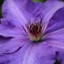 Picture of Clematis The President