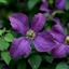 Picture of Clematis Etoile Violette