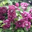 Picture of Clematis Purpurea Plena Elegans