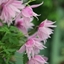 Picture of Clematis Markham's Pink