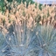Picture of Festuca glauca Elijah Blue