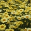 Picture of Anthemis tinctoria E.C. Buxton