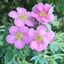 Picture of Potentilla fruticosa Pink Beauty