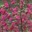 Picture of Ribes sanguineum Pulborough Scarlet