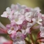 Picture of Viburnum × bodnantense Charles Lamont