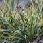 Picture of Yucca filamentosa Bright Edge