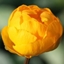 Picture of Trollius × cultorum Orange Princess