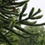 Picture of Araucaria araucana