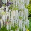 Picture of Wisteria sinensis var. sinensis f. alba