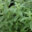 Picture of Aloysia citrodora
