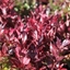 Picture of Leucothoe Scarletta ('Zeblid')