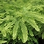 Picture of Adiantum aleuticum
