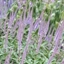 Picture of Veronicastrum virginicum Fascination